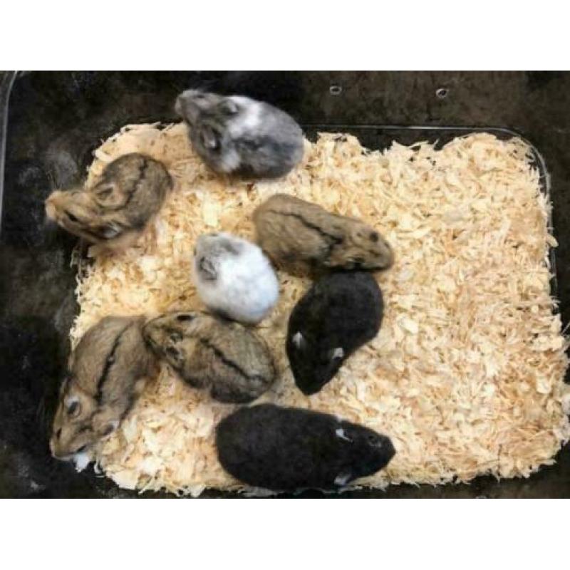 12 x campbelli dwerghamster te koop (verschillende kleuren)