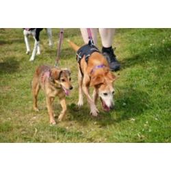 Animal in Need: Jelle, in NL te bezoeken: SPOED!