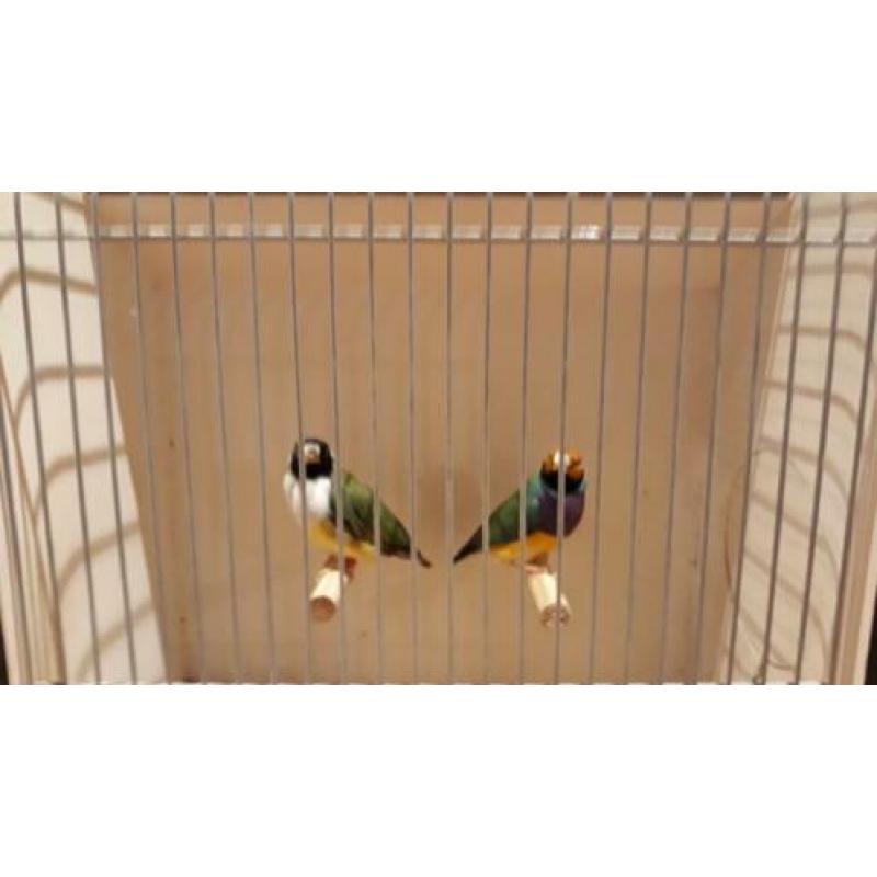 GOULDAMADINES meerdere koppels
