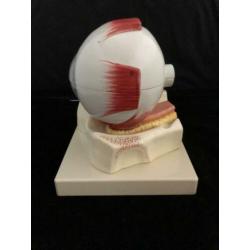 anatomisch oog op schaal incl vintage anatomische oogplaten