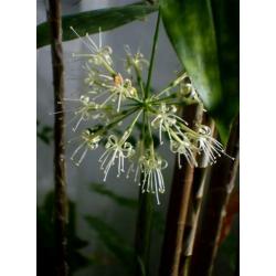 Dracena sirculosa