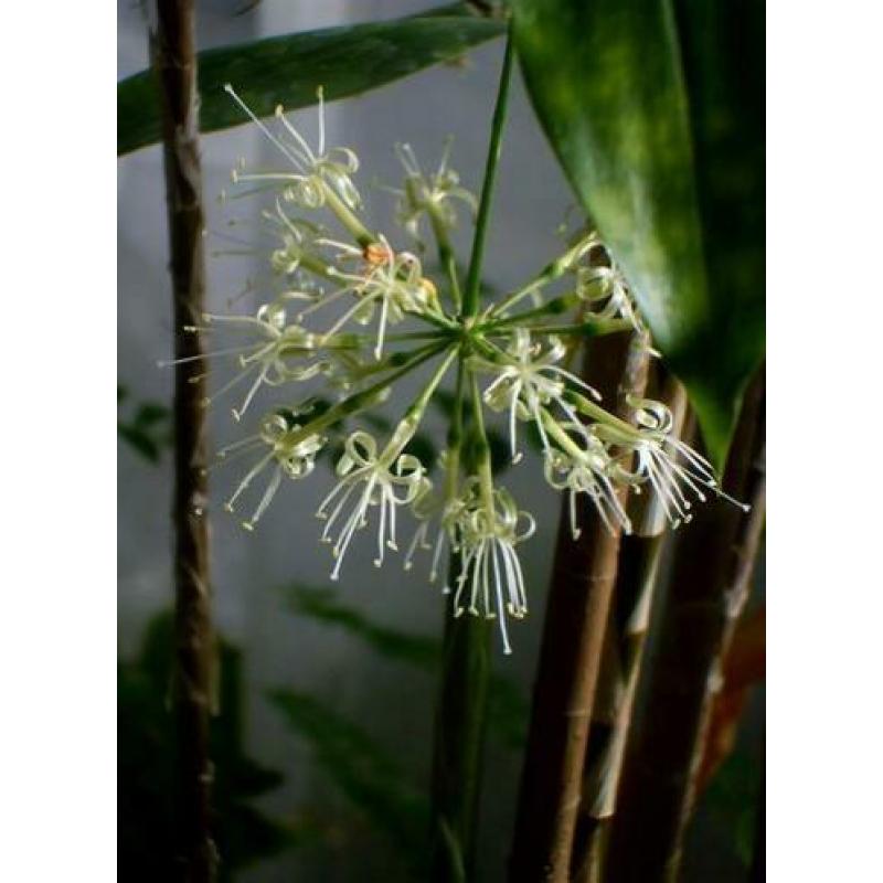 Dracena sirculosa