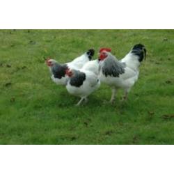 GroteKippen:Sussex,Amrock,Bleudelande,Barnevelder,Nhblauwe