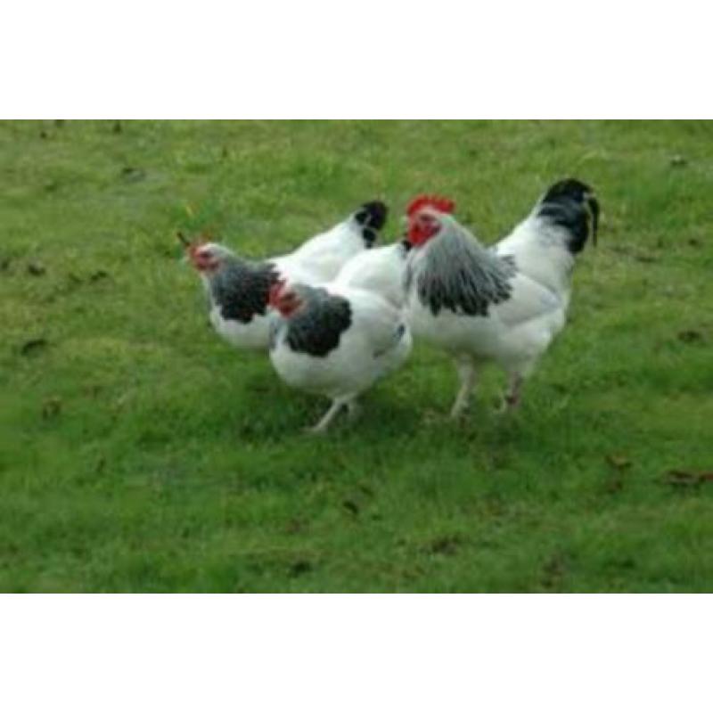 GroteKippen:Sussex,Amrock,Bleudelande,Barnevelder,Nhblauwe
