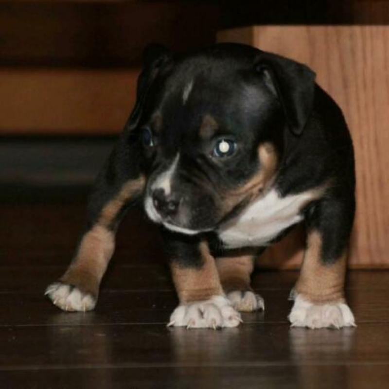 Mooie american bully pocket pups