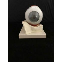 anatomisch oog op schaal incl vintage anatomische oogplaten