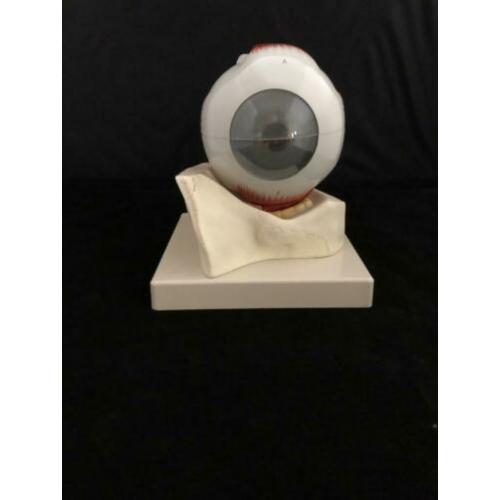 anatomisch oog op schaal incl vintage anatomische oogplaten