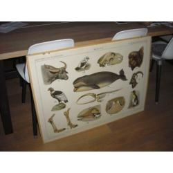 Schoolplaat Walvis schedel bison buffel geraamte gier