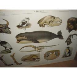 Schoolplaat Walvis schedel bison buffel geraamte gier