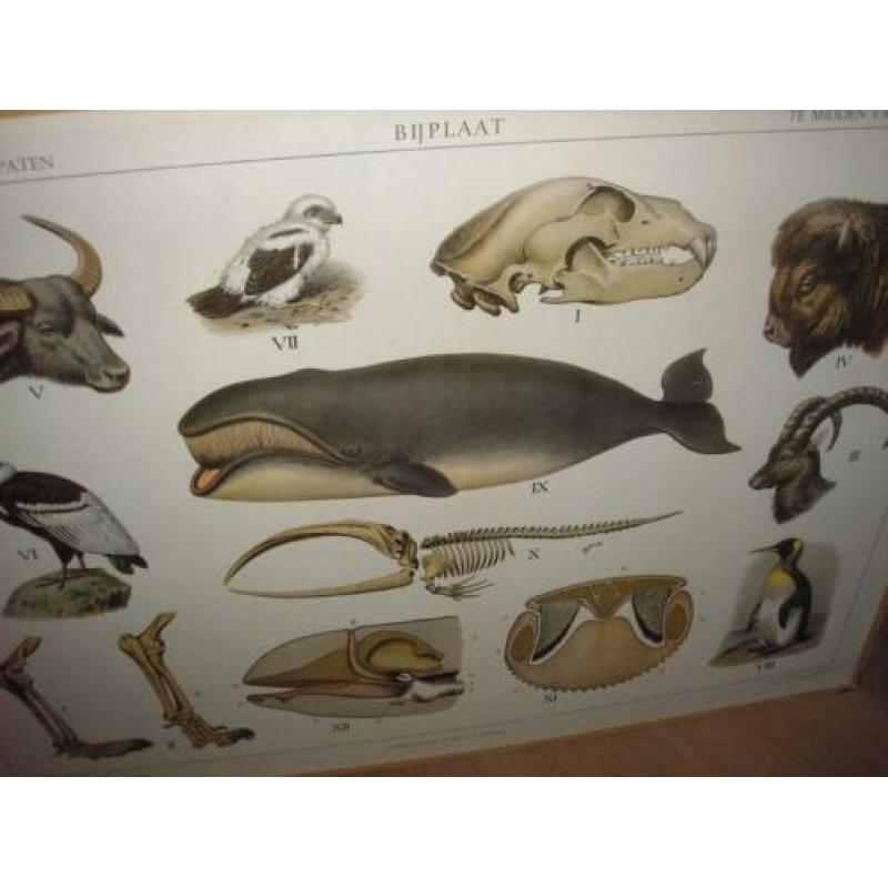 Schoolplaat Walvis schedel bison buffel geraamte gier
