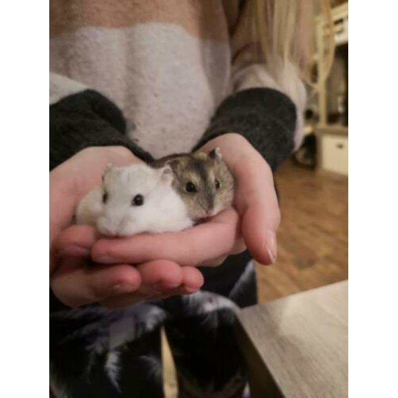 Super tam! Russische dwerghamster babies!