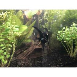 Aquarium en toebehoren,Ferplast 110 cm