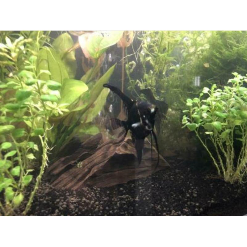 Aquarium en toebehoren,Ferplast 110 cm