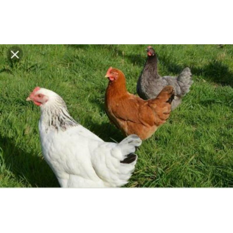 GroteKippen:Sussex,Amrock,Bleudelande,Barnevelder,Nhblauwe