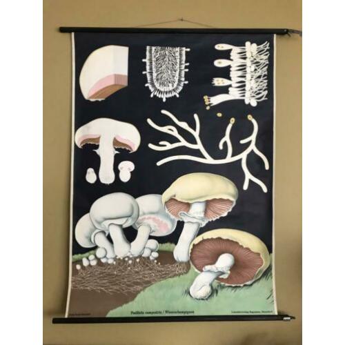 Oude Schoolkaart. Jung Koch. Champignon 1965