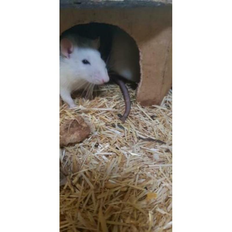 Haal een ratje uit de opvang