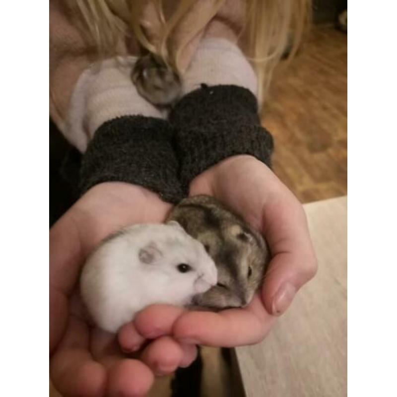 Super tam! Russische dwerghamster babies!