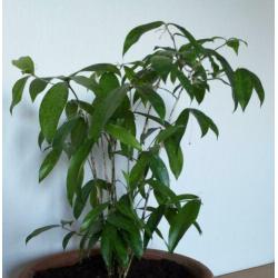 Dracena sirculosa