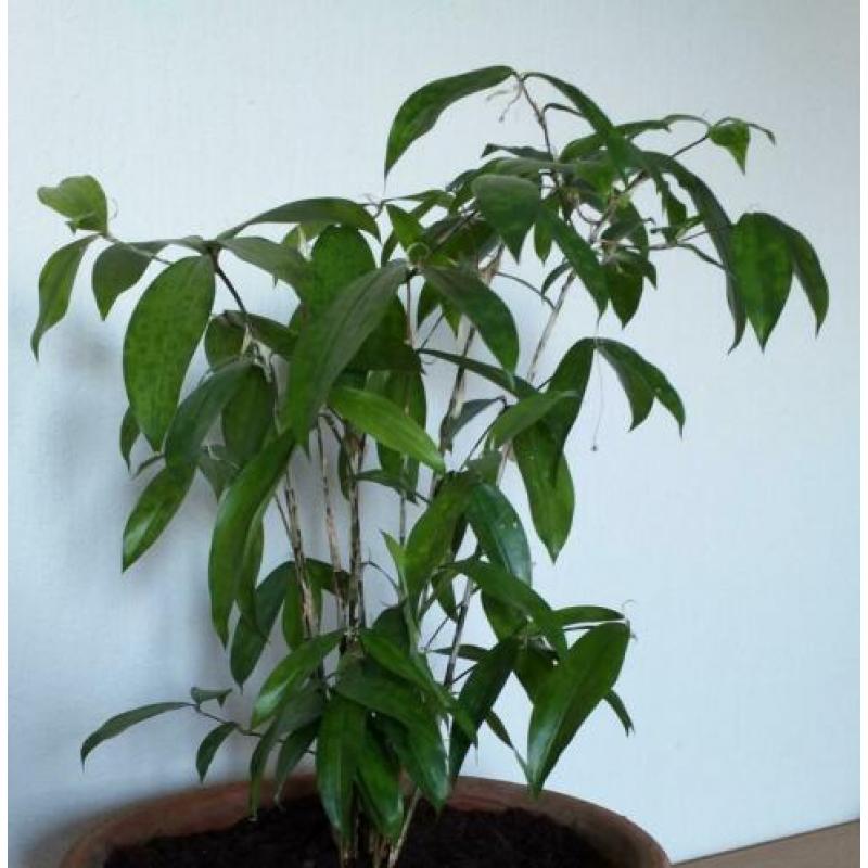 Dracena sirculosa