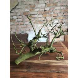 Fruittakken ter decoratie
