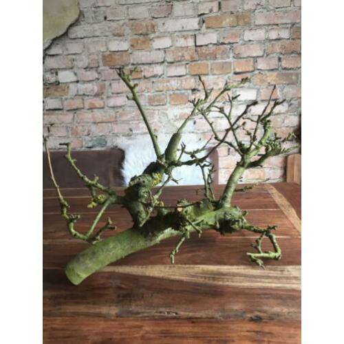 Fruittakken ter decoratie