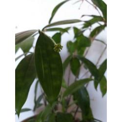 Dracena sirculosa