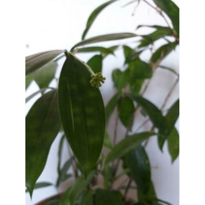 Dracena sirculosa