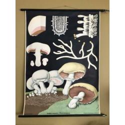 Oude Schoolkaart. Jung Koch. Champignon 1965