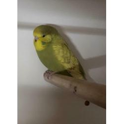 Jonge engelse grasparkieten, 6 wkn oud, Leuk om tam te maken