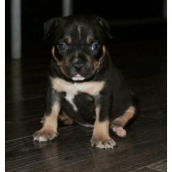 Mooie american bully pocket pups
