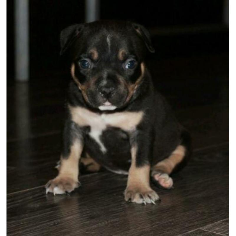 Mooie american bully pocket pups