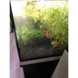 Aquarium en toebehoren,Ferplast 110 cm