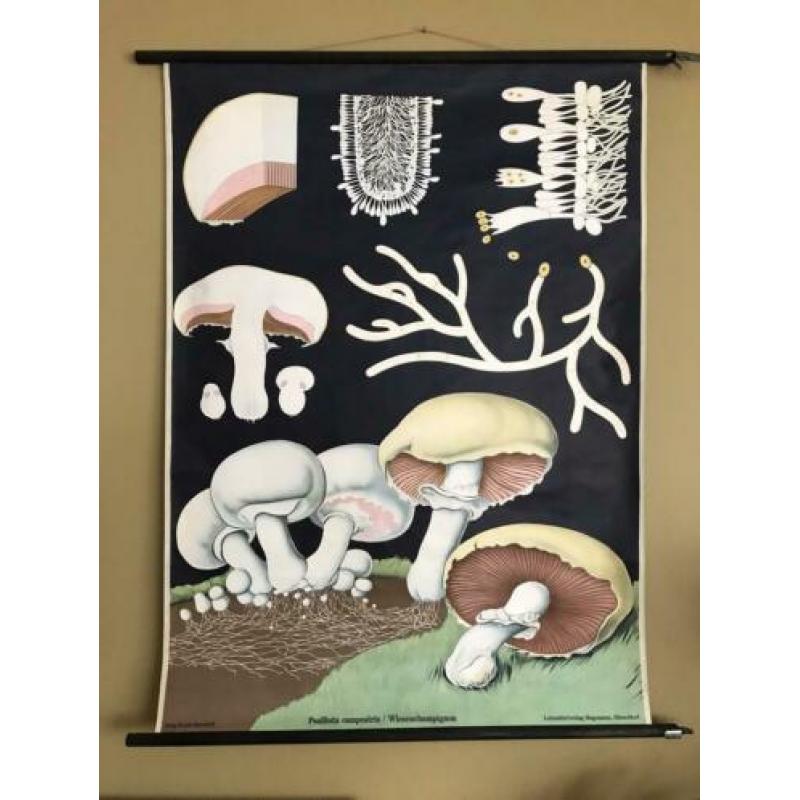 Oude Schoolkaart. Jung Koch. Champignon 1965