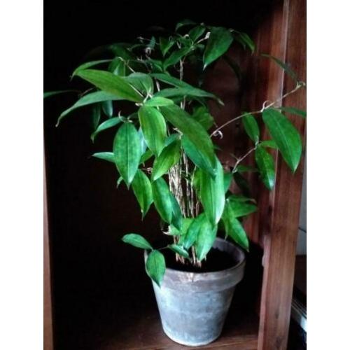Dracena sirculosa