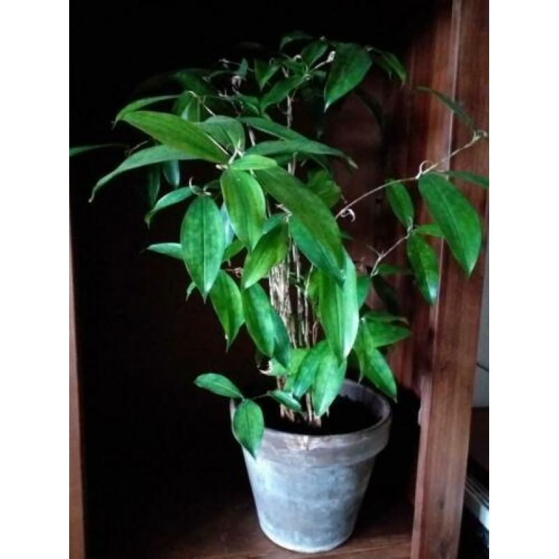 Dracena sirculosa