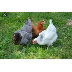 GroteKippen:Sussex,Amrock,Bleudelande,Barnevelder,Nhblauwe