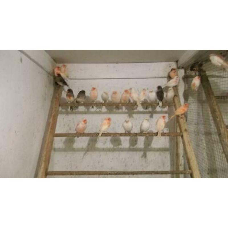 Meerdere koppels roodmozaiekkanarie s te koop