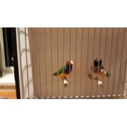 GOULDAMADINES meerdere koppels