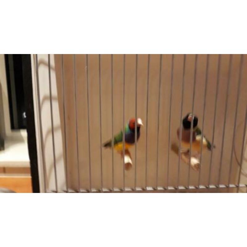 GOULDAMADINES meerdere koppels