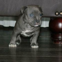 Mooie american bully pocket pups