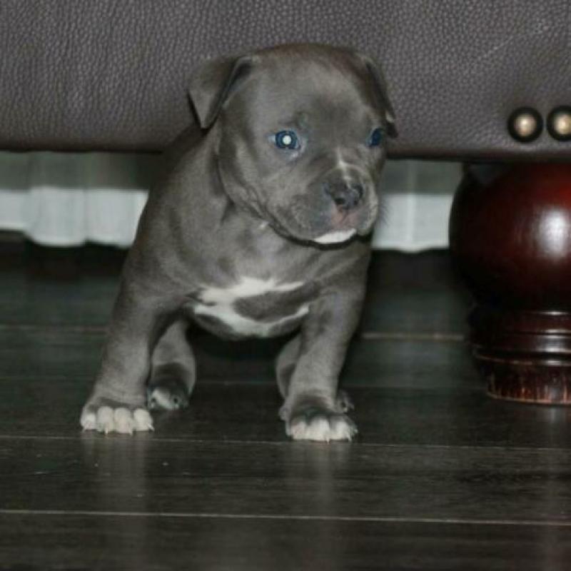 Mooie american bully pocket pups