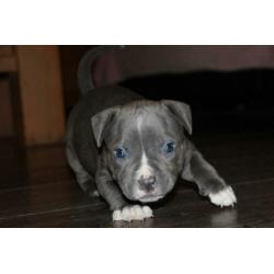 Mooie american bully pocket pups