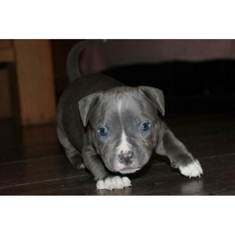 Mooie american bully pocket pups