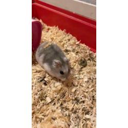 Hamster