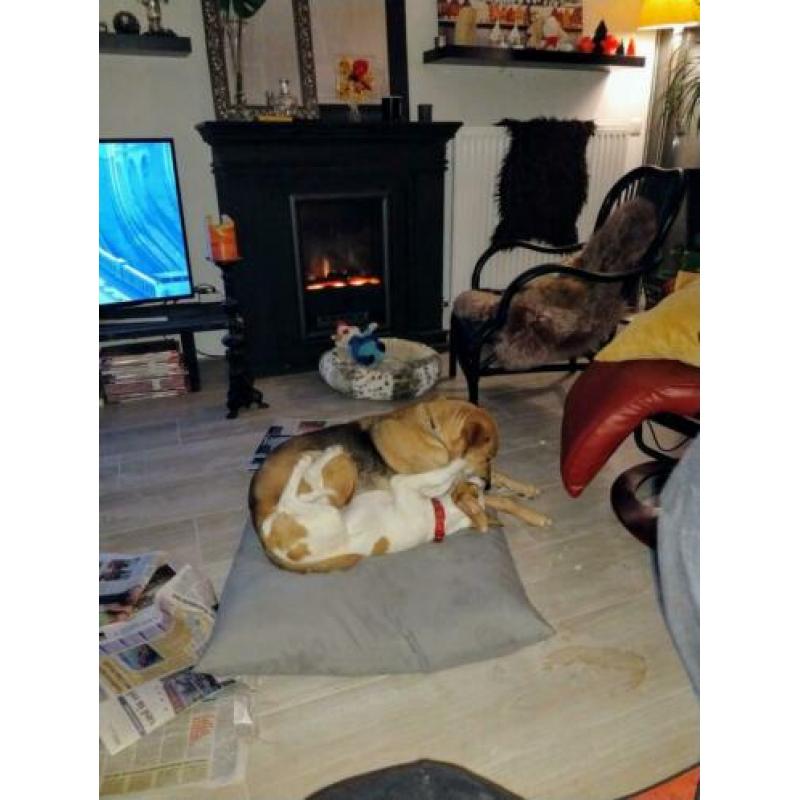 Ontzettend lief en mooi puppy