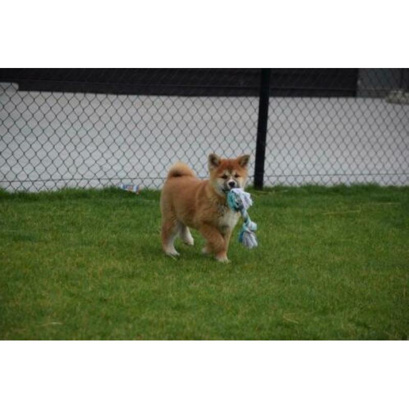 Akita inu pups ruime keuze alle kleuren