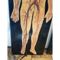 oud anatomisch model menselijk lichaam bloedsomloop antiek
