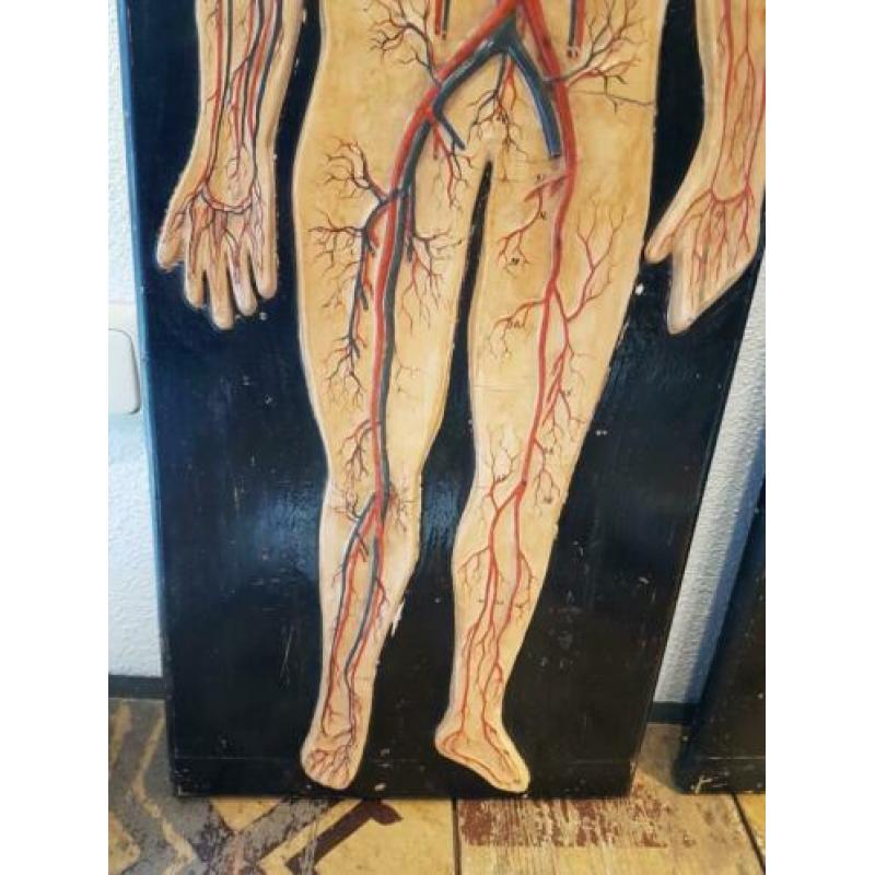 oud anatomisch model menselijk lichaam bloedsomloop antiek
