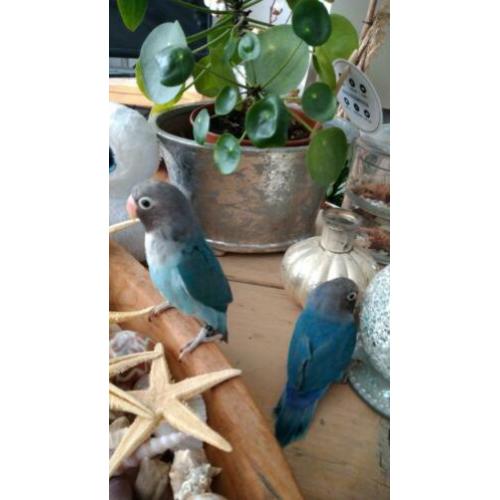 Jong Koppel agapornis blauw 45 e