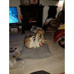 Ontzettend lief en mooi puppy